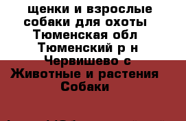 щенки и взрослые собаки для охоты - Тюменская обл., Тюменский р-н, Червишево с. Животные и растения » Собаки   